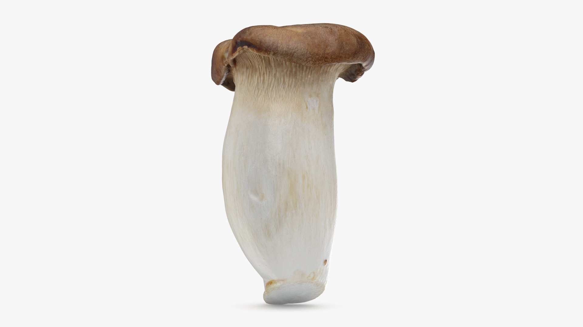 King Trumpet 01 model https://p.turbosquid.com/ts-thumb/TS/YnVXQZ/vY/kgtrumpet01_b0010/jpg/1725710260/1920x1080/fit_q87/e961758beae934009635c7d30826cef9e069365d/kgtrumpet01_b0010.jpg