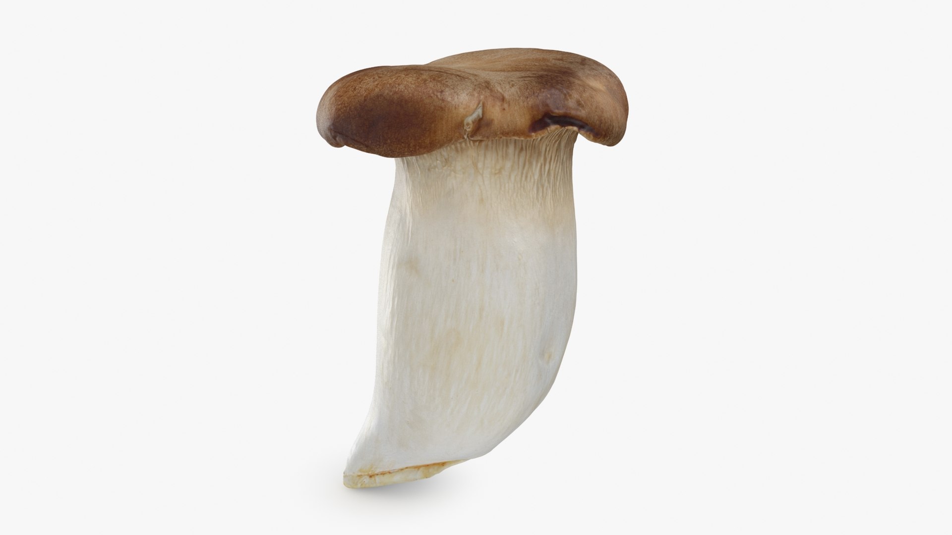 King Trumpet 01 model https://p.turbosquid.com/ts-thumb/TS/YnVXQZ/zb/kgtrumpet01_b0002/jpg/1725710257/1920x1080/fit_q87/368aefe37c1ec3d48edbcad7a6a40b16fdee5eb0/kgtrumpet01_b0002.jpg