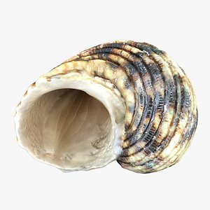 Seashell(1)