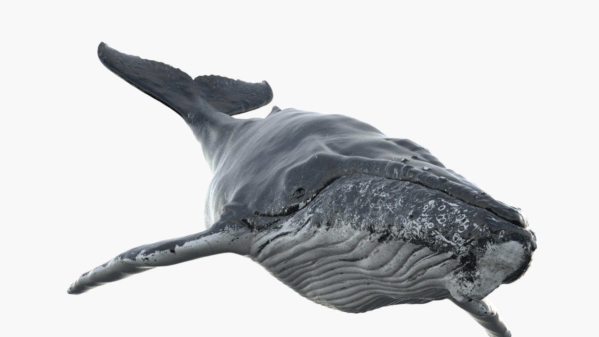 Humpback WhaleRigged 3D 3D https://p.turbosquid.com/ts-thumb/TS/cD9tMQ/2W/05/jpg/1750644105/1920x1080/fit_q87/d4e7551fa15b47fd350b243d2a9ee532e6189d21/05.jpg