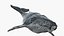 Ballena jorobada montada en 3D