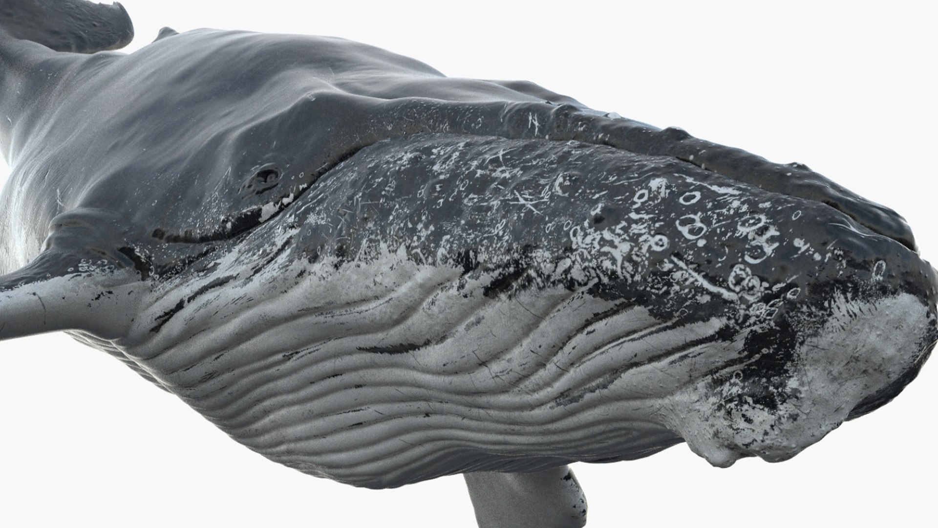 Humpback WhaleRigged 3D 3D https://p.turbosquid.com/ts-thumb/TS/cD9tMQ/9G/06/jpg/1750644105/1920x1080/fit_q87/0bd4d8588f44117aec4dbc2ae21a59217967d2cb/06.jpg