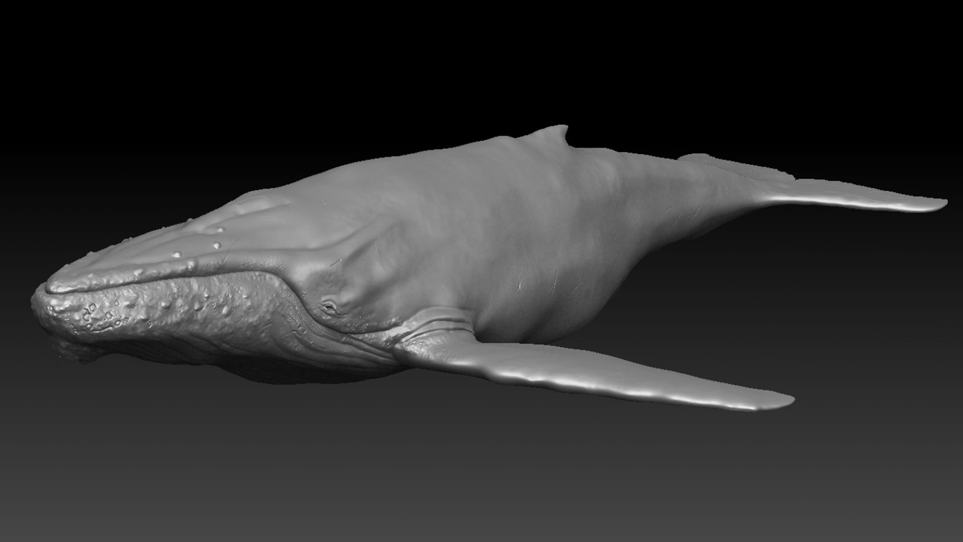 Humpback WhaleRigged 3D 3D https://p.turbosquid.com/ts-thumb/TS/cD9tMQ/YK/09/jpg/1750644107/1920x1080/fit_q87/edc3feef4c0fe87ac4095a91b2670bb6f42d7a03/09.jpg