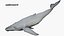 Ballena jorobada montada en 3D