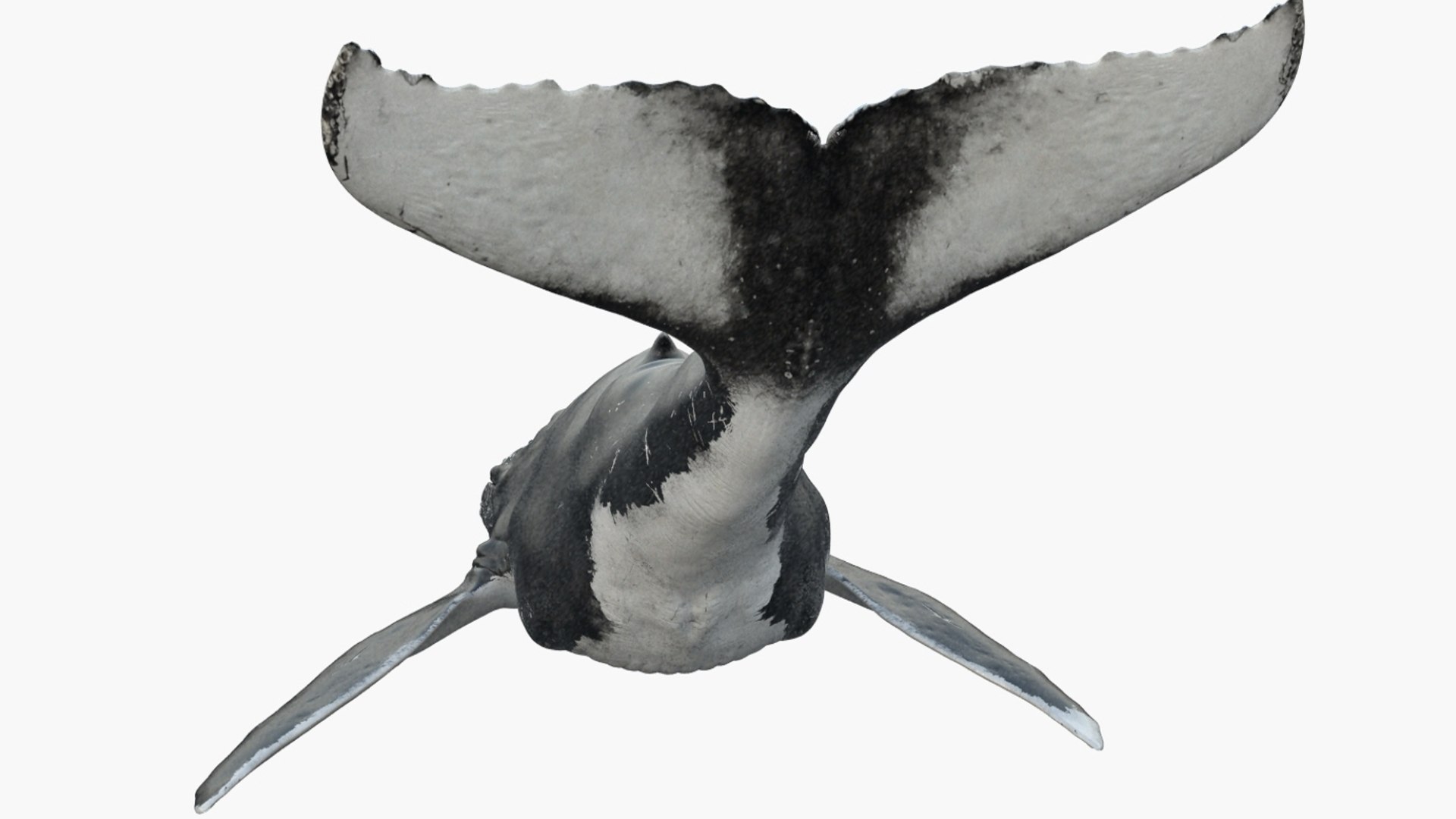 Humpback WhaleRigged 3D 3D https://p.turbosquid.com/ts-thumb/TS/cD9tMQ/f4/04/jpg/1750644104/1920x1080/fit_q87/2157de80665fc0412f71b99ff0a36e4982f2b510/04.jpg