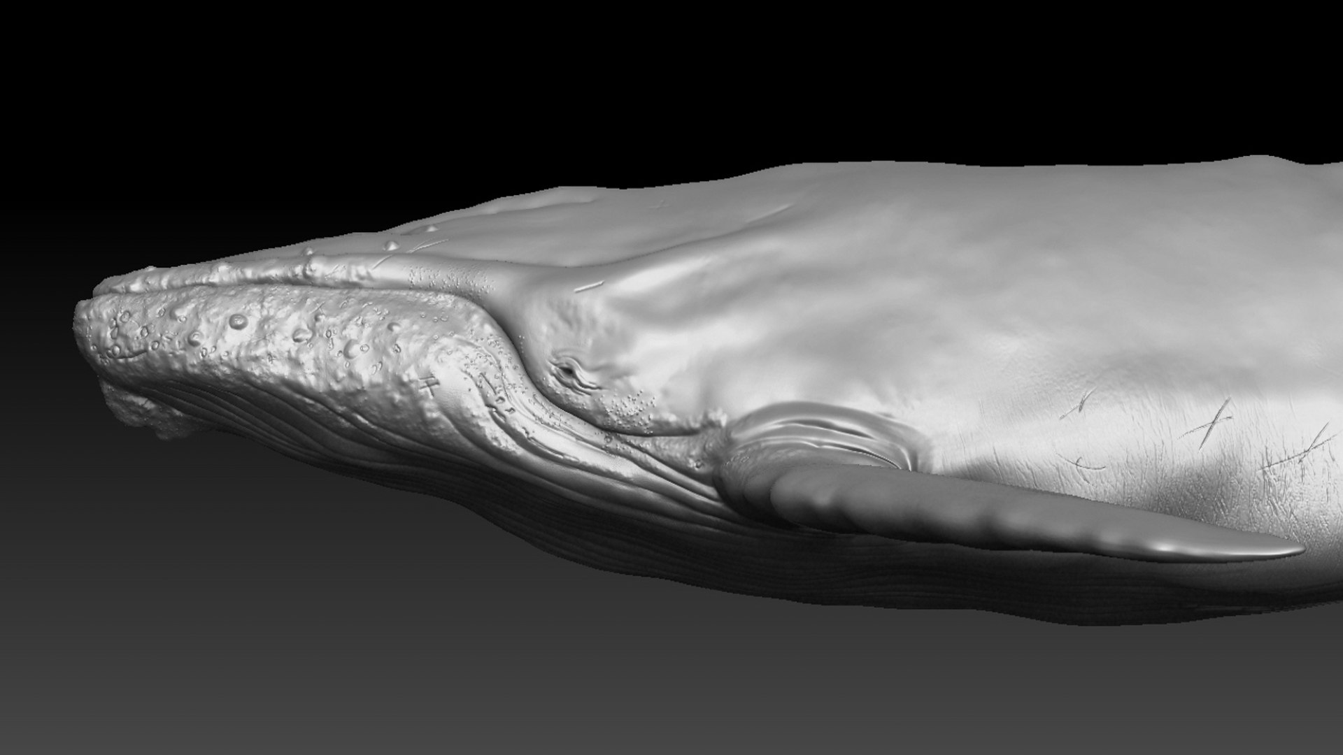 Humpback WhaleRigged 3D 3D https://p.turbosquid.com/ts-thumb/TS/cD9tMQ/gh/08/jpg/1750644107/1920x1080/fit_q87/84068d9625ac7a2f095aae47f3e1b1c4a9dad4ce/08.jpg
