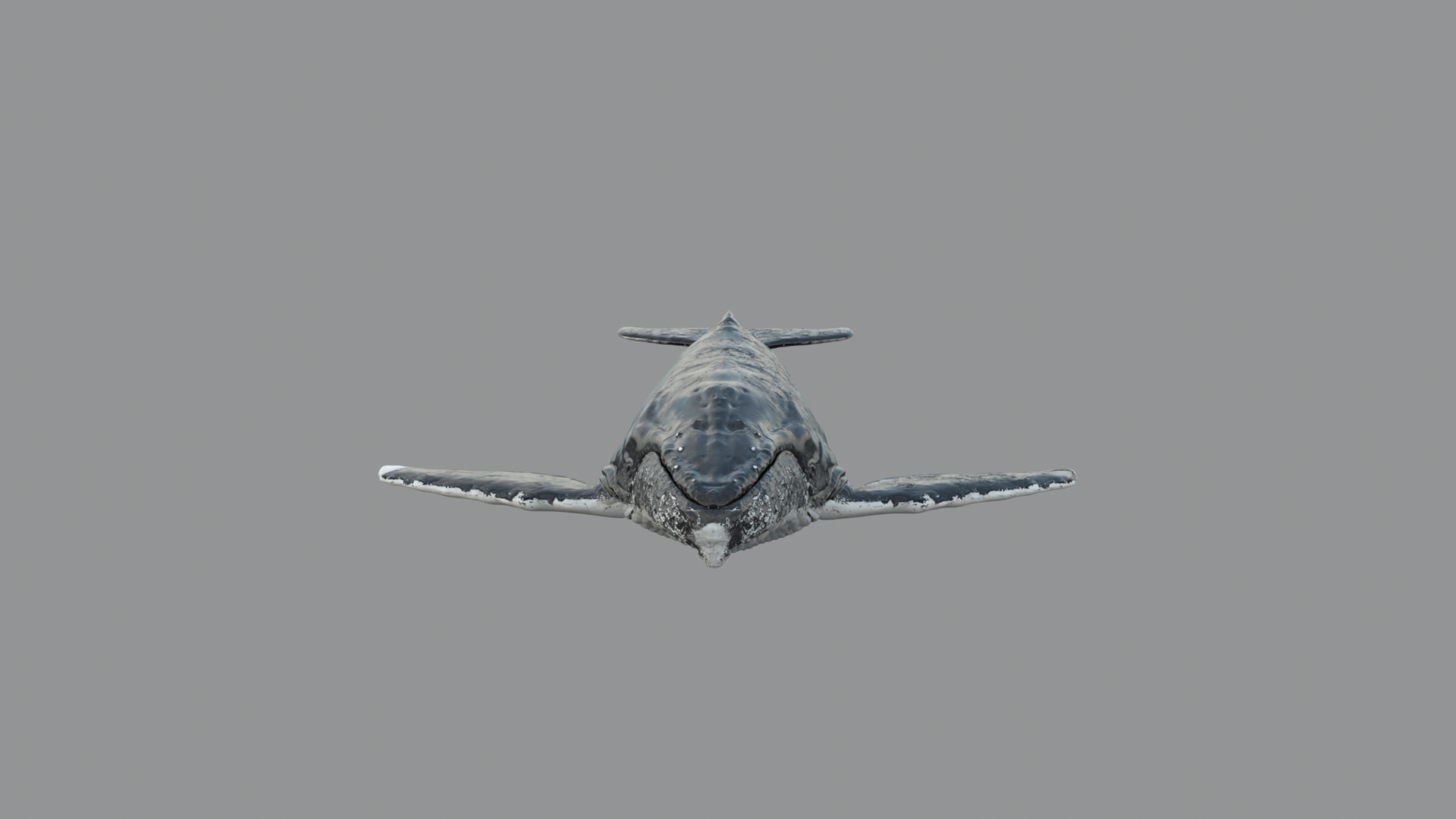 Humpback WhaleRigged 3D 3D https://p.turbosquid.com/ts-thumb/TS/cD9tMQ/kr/whale/jpg/1750643539/1920x1080/turn_fit_q99/a21ce62093e79059277ebb0f4cdbc36481ce729e/whale-1.jpg