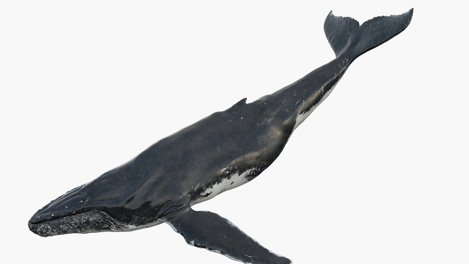 Humpback WhaleRigged 3D 3D https://p.turbosquid.com/ts-thumb/TS/cD9tMQ/sj/07/jpg/1750644106/1920x1080/fit_q87/4dd41cb7a119da8040a47fe94599ba07e87d4c07/07.jpg