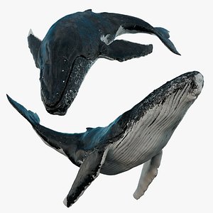 Humpback WhaleRigged 3D