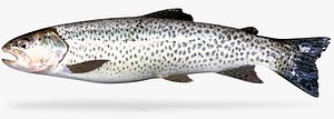 coastal cutthroat trout 3D model