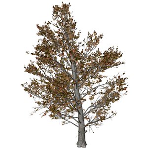 Sugar Maple Tree in Fall - 09 -