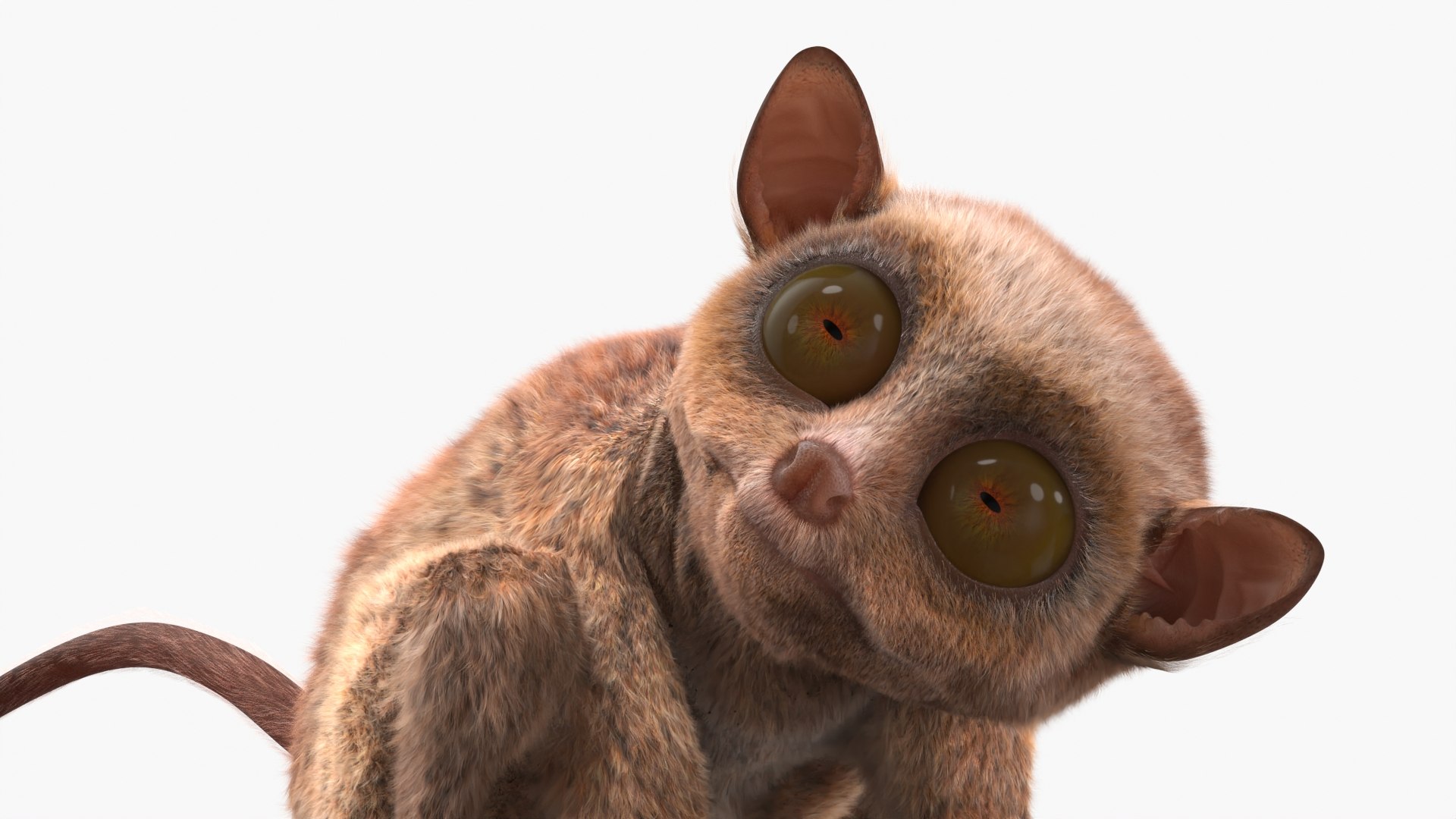 Tarsier Monkey in Tilted Head Pose Fur for Maya 3D model preview