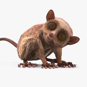 Tarsier Monkey in Tilted Head Pose Fur for Maya 3D model