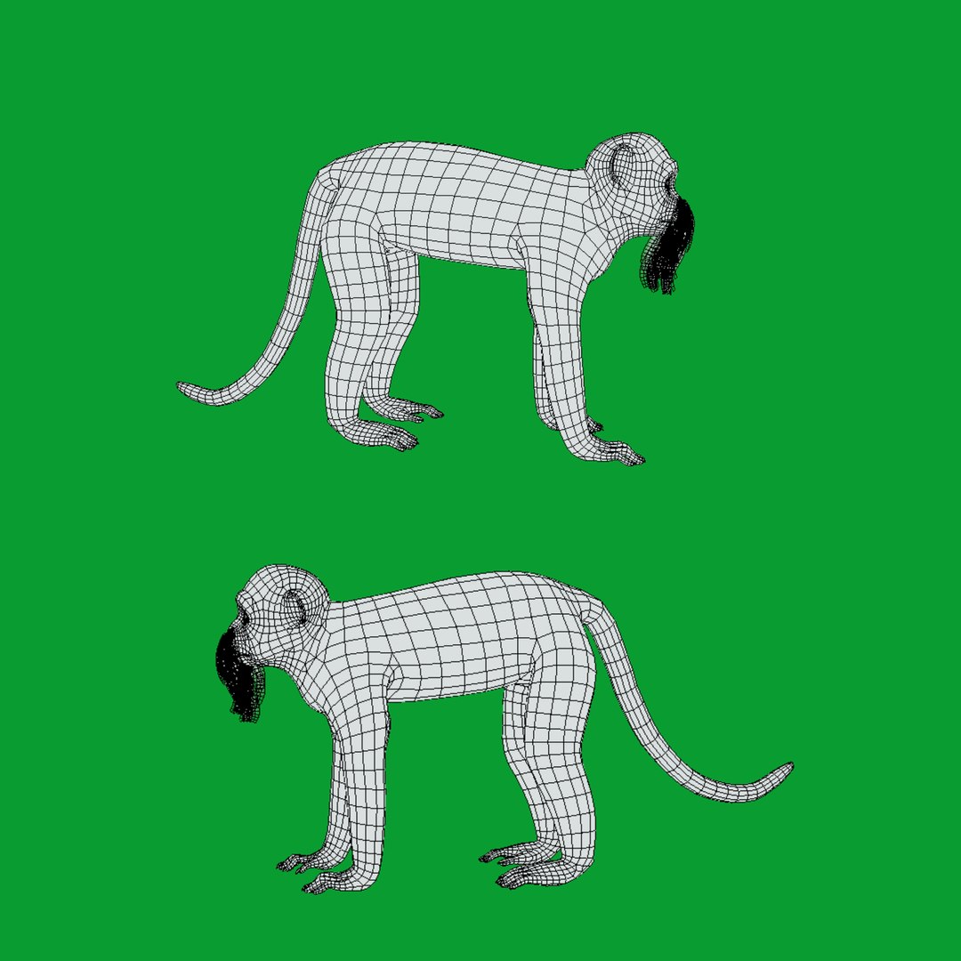 3D Emperor Tamarin Monkey model https://p.turbosquid.com/ts-thumb/TS/vO4AMx/QV/wire/png/1742509224/1920x1080/fit_q87/7719b3a09ae0fe21cd6b2b281a0b1d76465f2180/wire.jpg