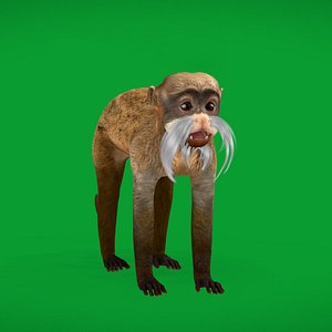 3D Emperor Tamarin Monkey model