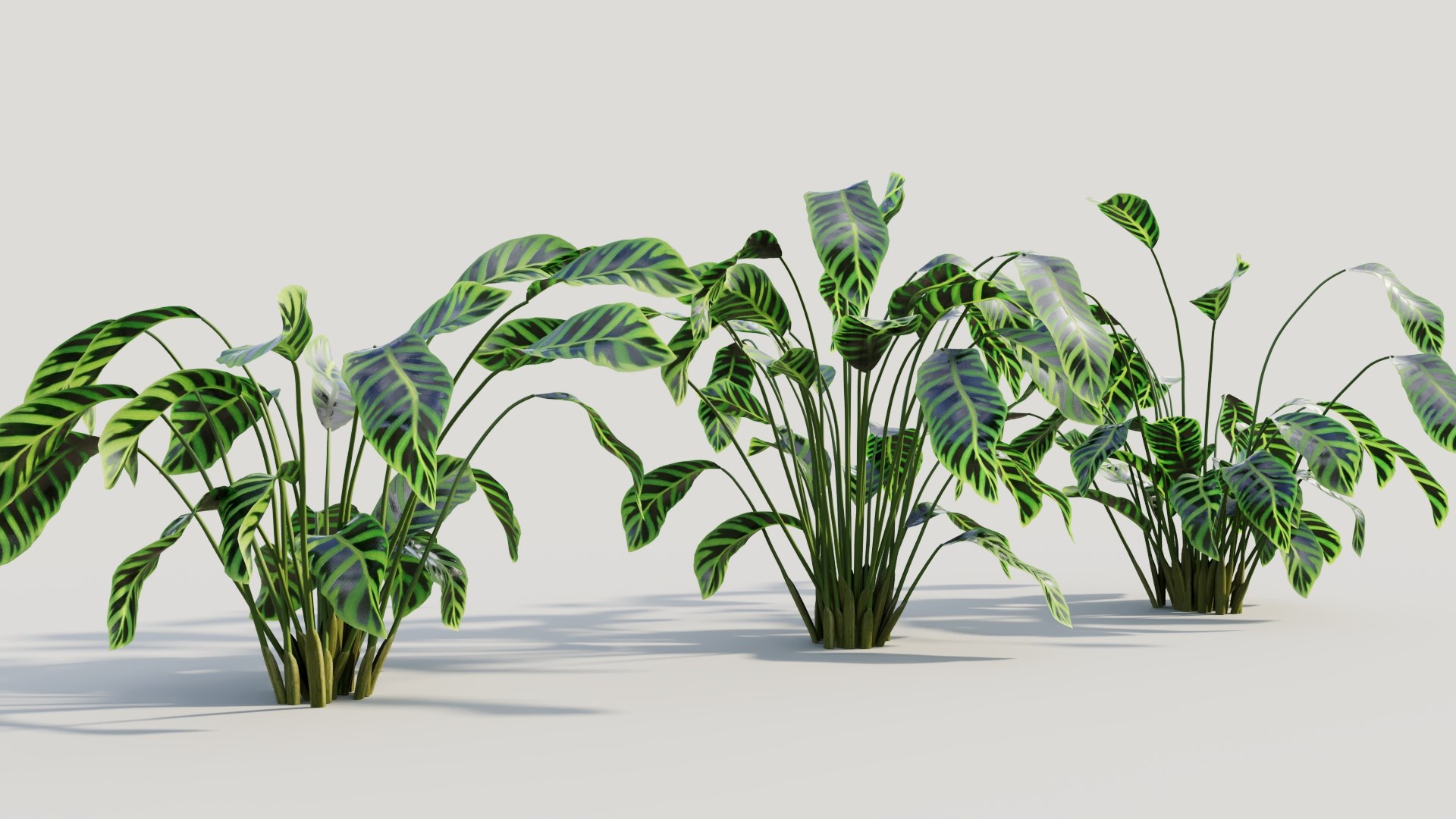 3D Calathea zebrina b https://p.turbosquid.com/ts-thumb/TS/wCnk43/23/calatheazebrinab5/jpg/1705561587/1920x1080/fit_q87/5e21382512f48816c559797d2462239ddaa8d732/calatheazebrinab5.jpg