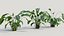 Calathea zebrina b