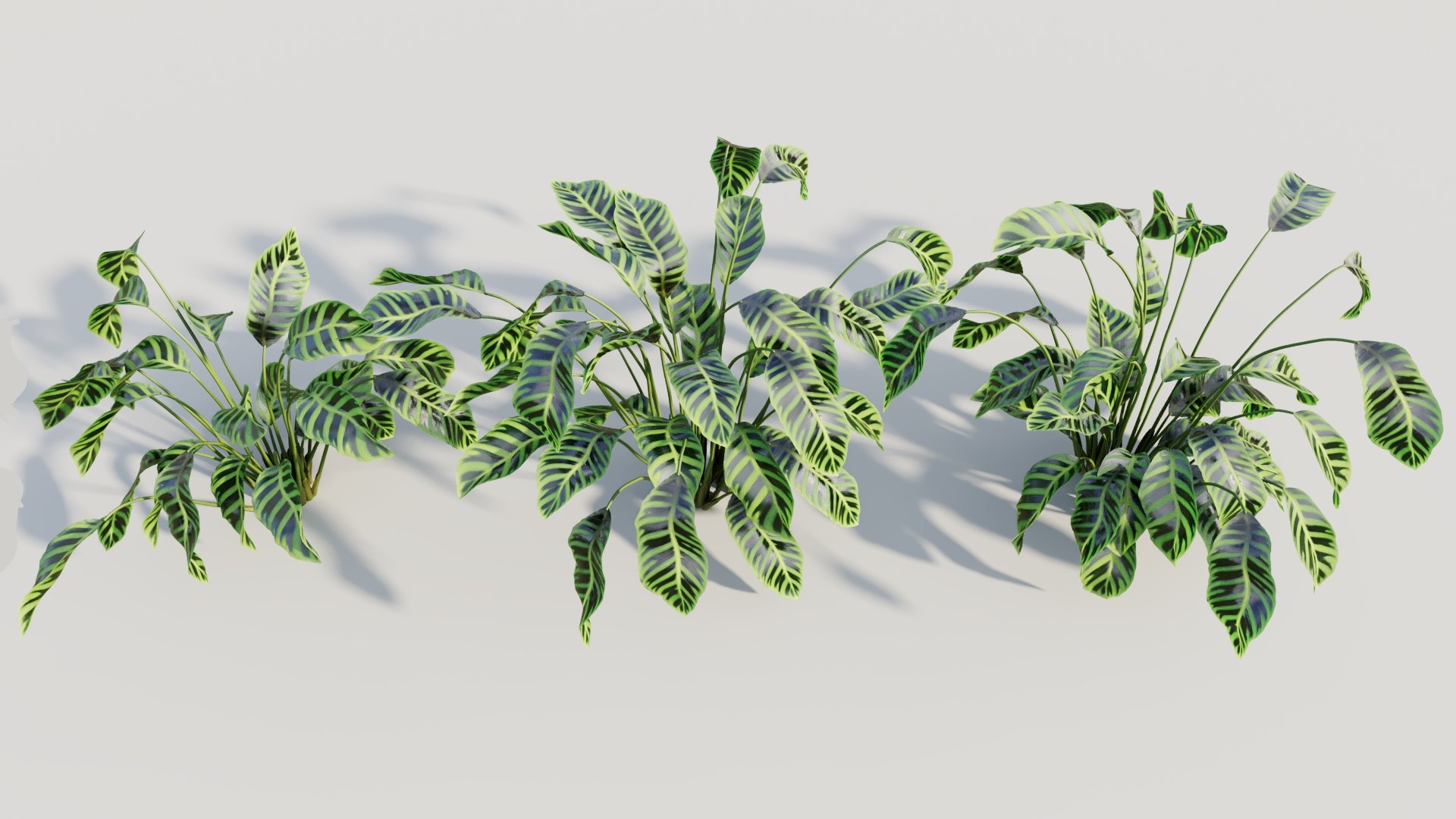 3D Calathea zebrina b https://p.turbosquid.com/ts-thumb/TS/wCnk43/7f/calatheazebrinab4/jpg/1705561588/1920x1080/fit_q87/5a549c34b0ca05c79632dc498346cd9bf48cfe94/calatheazebrinab4.jpg