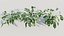Calathea zebrina b