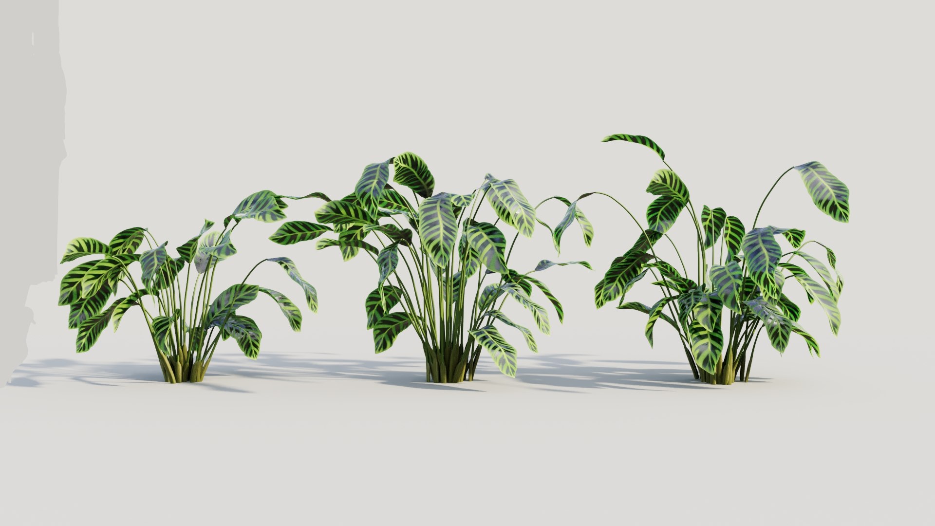 3D Calathea zebrina b https://p.turbosquid.com/ts-thumb/TS/wCnk43/BY/calatheazebrinab1/jpg/1705561584/1920x1080/fit_q87/d28e9a820e12526f59aacdb1592b3661d7975d31/calatheazebrinab1.jpg