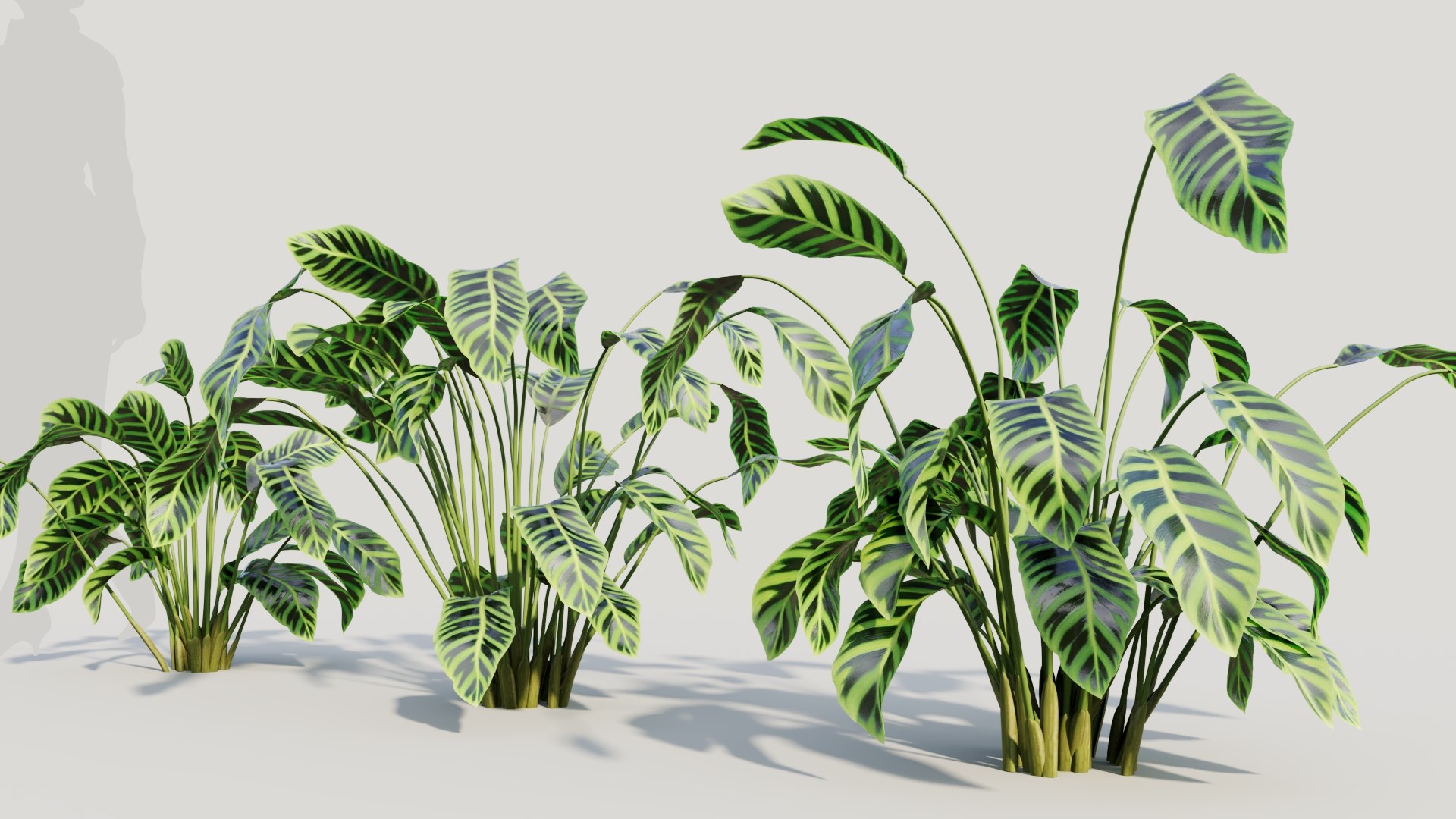 3D Calathea zebrina b https://p.turbosquid.com/ts-thumb/TS/wCnk43/Ll/calatheazebrinab3/jpg/1705561587/1920x1080/fit_q87/47939a756560f2c45e45ffcddbbb159ca7e93b6c/calatheazebrinab3.jpg
