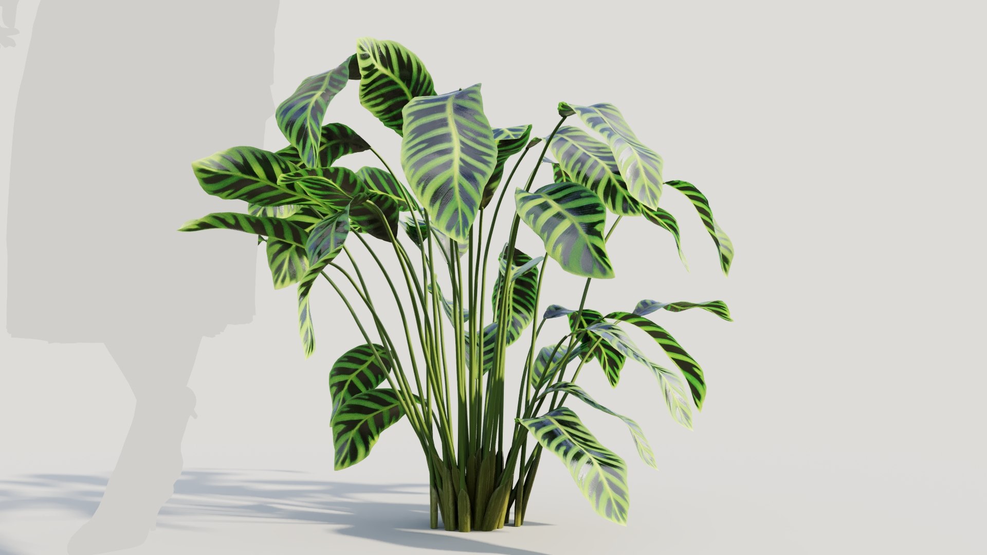 3D Calathea zebrina b https://p.turbosquid.com/ts-thumb/TS/wCnk43/OU/calatheazebrinab8/jpg/1705561590/1920x1080/fit_q87/34eaba768274b001d8c18a787435b72197989ee9/calatheazebrinab8.jpg