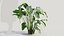 Calathea zebrina b