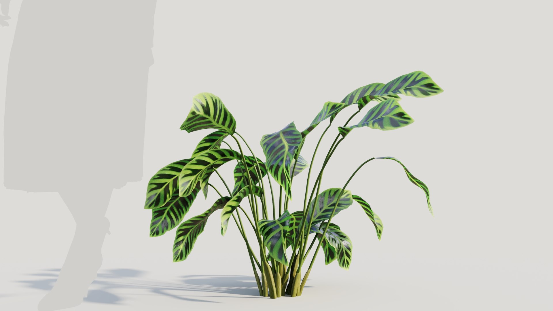 3D Calathea zebrina b https://p.turbosquid.com/ts-thumb/TS/wCnk43/QA/calatheazebrinab7/jpg/1705561590/1920x1080/fit_q87/34c097edc15d57be0d75b03ba905d3cea46c1cf9/calatheazebrinab7.jpg
