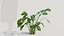 Calathea zebrina b