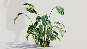3D Calathea zebrina b
