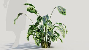 Calathea zebrina b