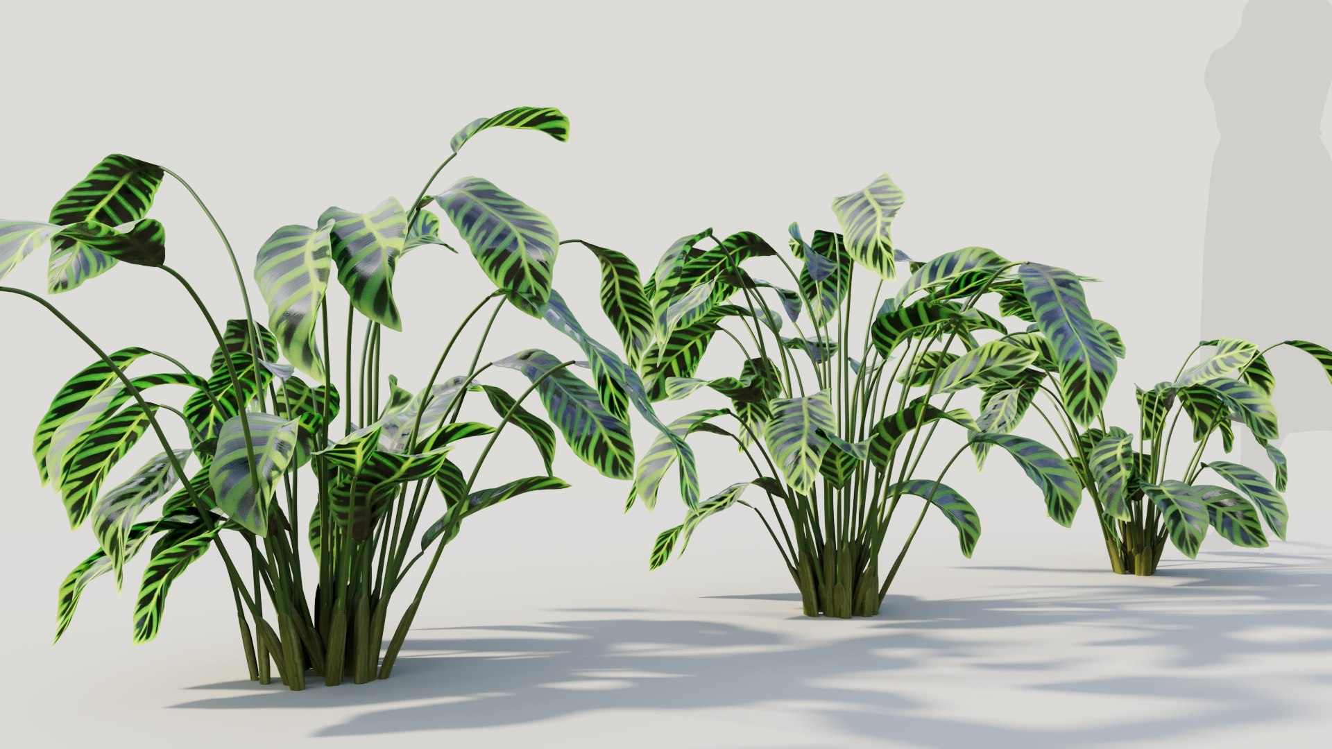 3D Calathea zebrina b https://p.turbosquid.com/ts-thumb/TS/wCnk43/fb/calatheazebrinab6/jpg/1705561589/1920x1080/fit_q87/c0319360453262adff1b9e3bddd5d9ed84586b4b/calatheazebrinab6.jpg