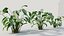Calathea zebrina b