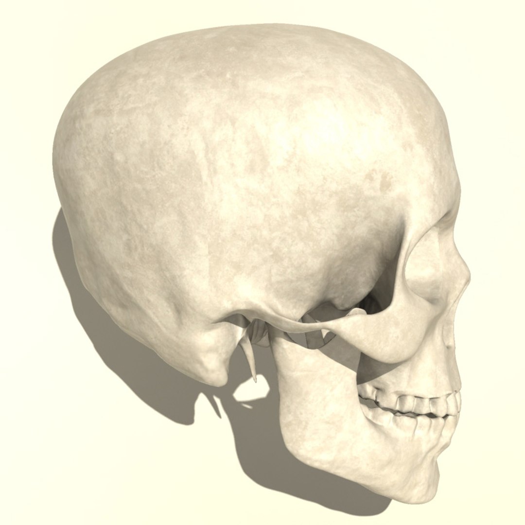 Anatomical Human Skull 3d 3ds