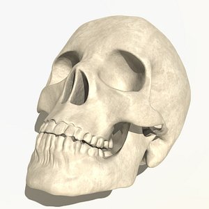 Human Skull