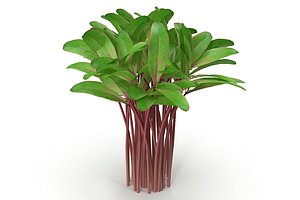 beet bunch 3D model