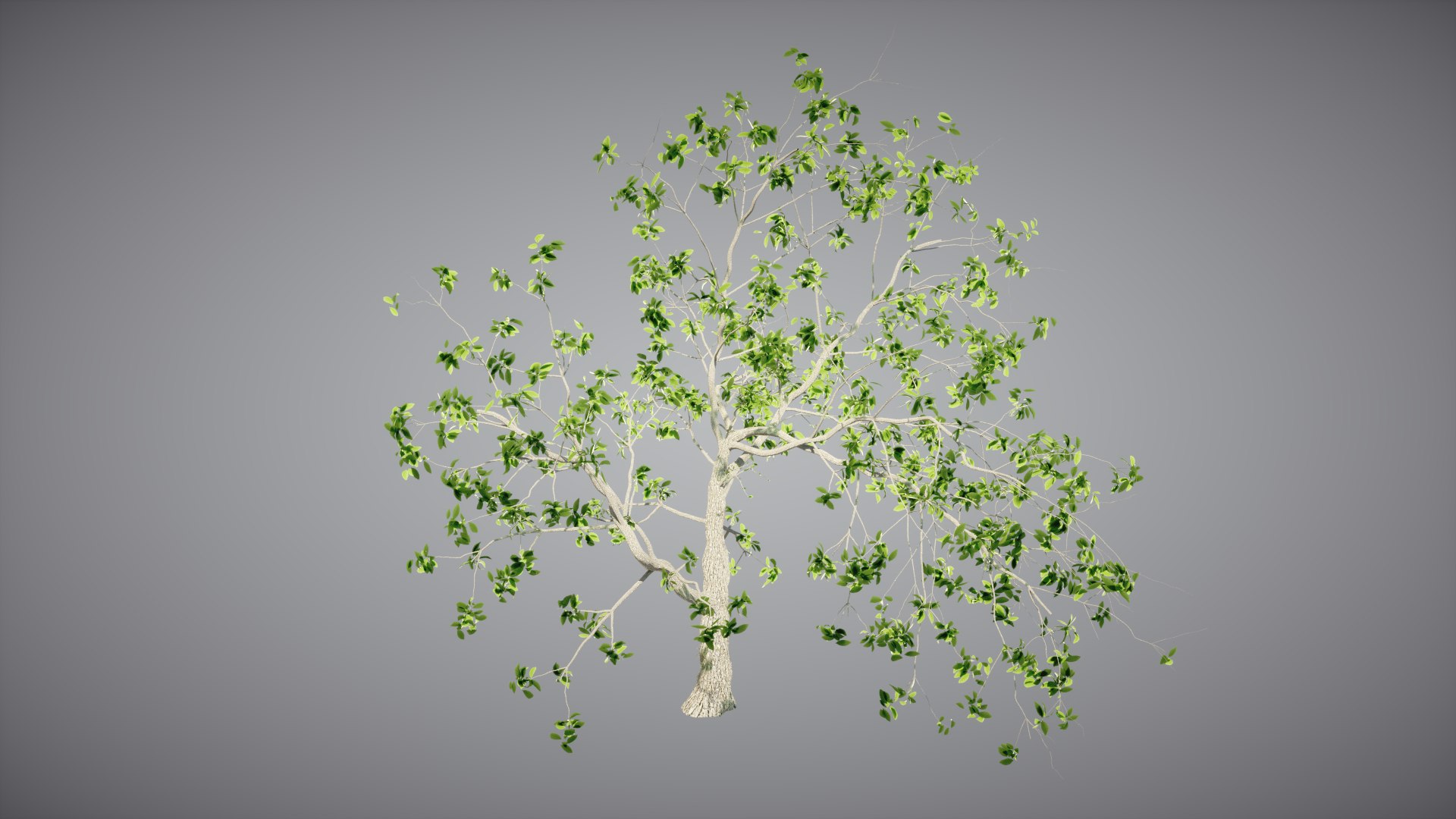 Lightwave Tree Pack Animation 3D - TurboSquid 1272389