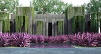 cabernet cordyline