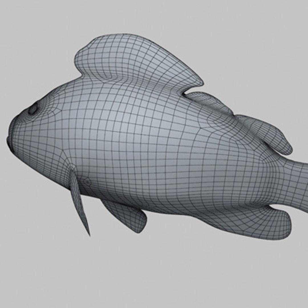 Dusky Grouper Fish 3d Model