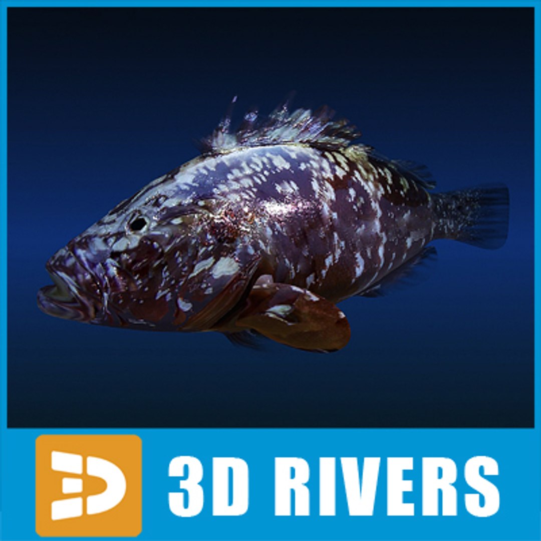 Dusky Grouper Fish 3d Model