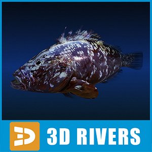 dusky grouper fish 3d model