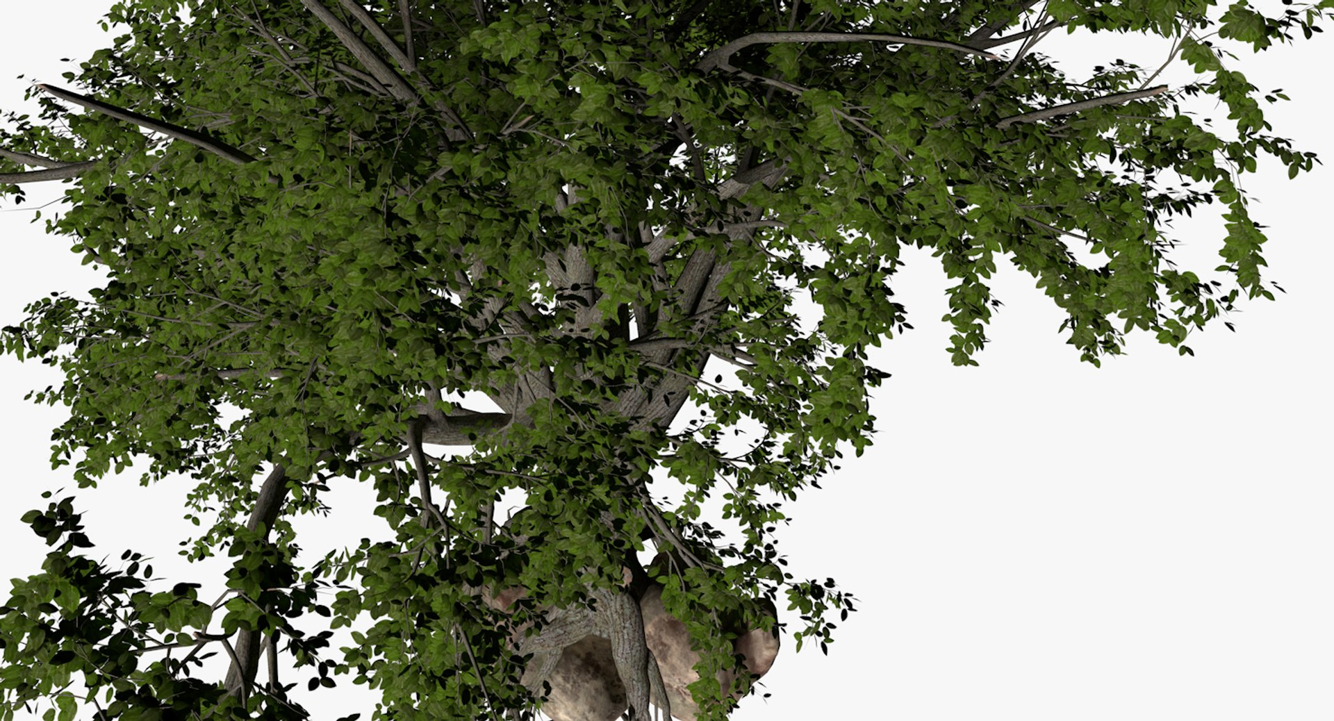 Broadleaf tree 3D model - TurboSquid 1258656