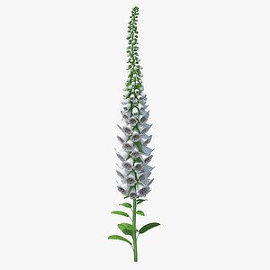 White Foxglove