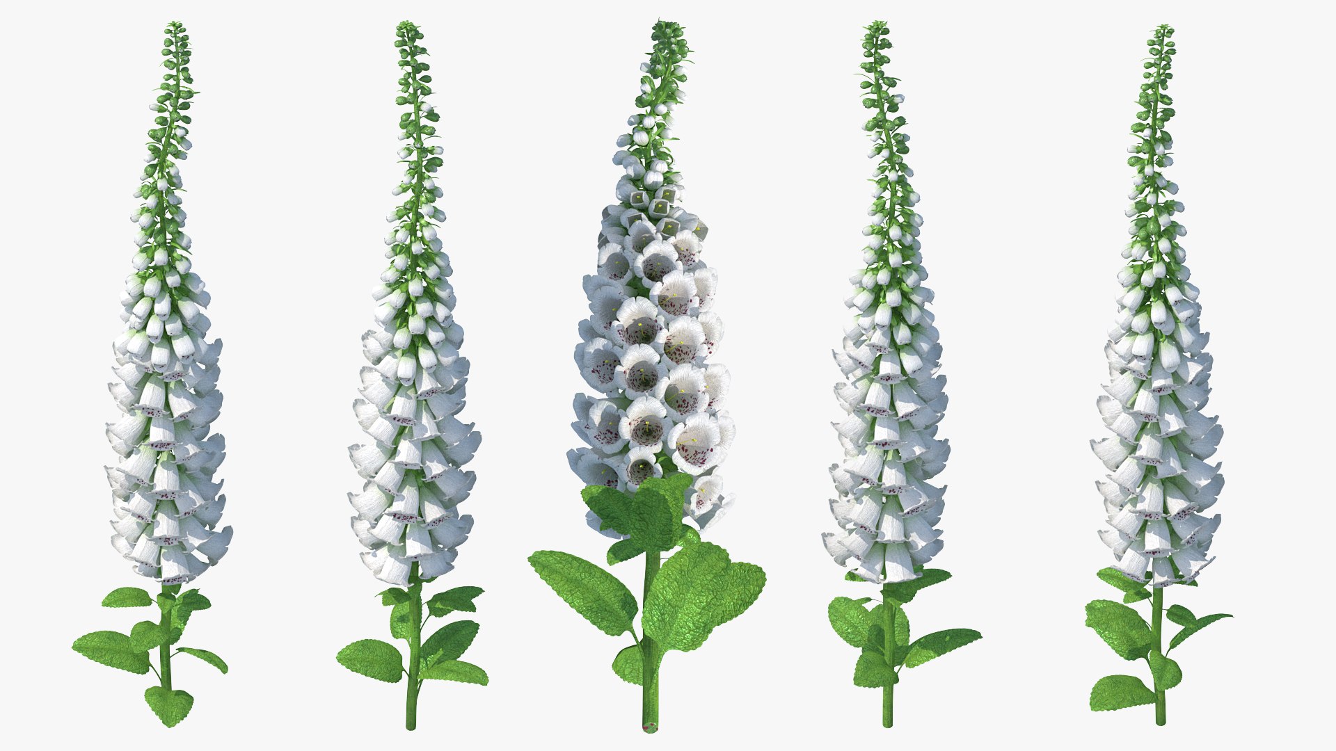 White Foxglove 3D model preview