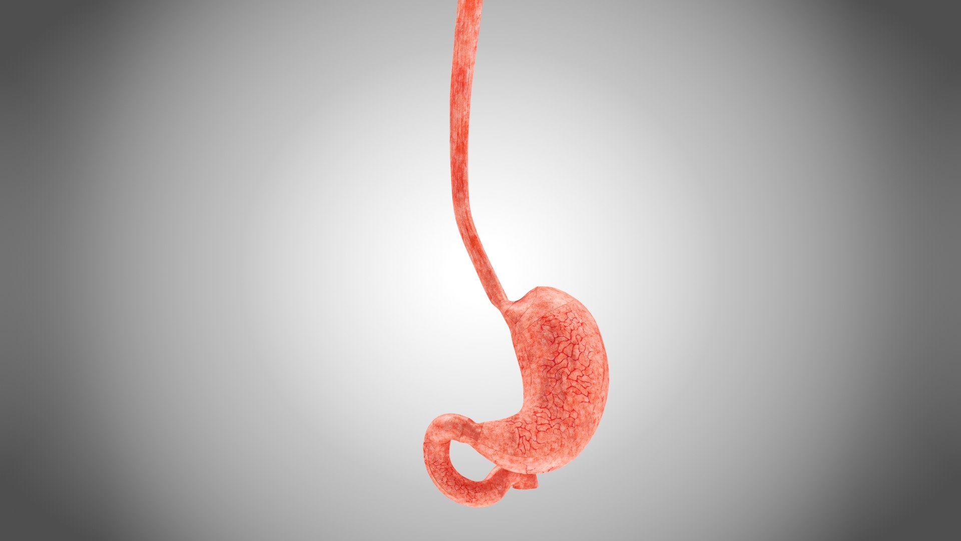 Human internal organs 3D model https://p.turbosquid.com/ts-thumb/TU/CmiZXf/80/stomachwithanatomiccut2/jpg/1657751208/1920x1080/fit_q87/b631d839412da9946c9e74f41204ac9dda2b344d/stomachwithanatomiccut2.jpg