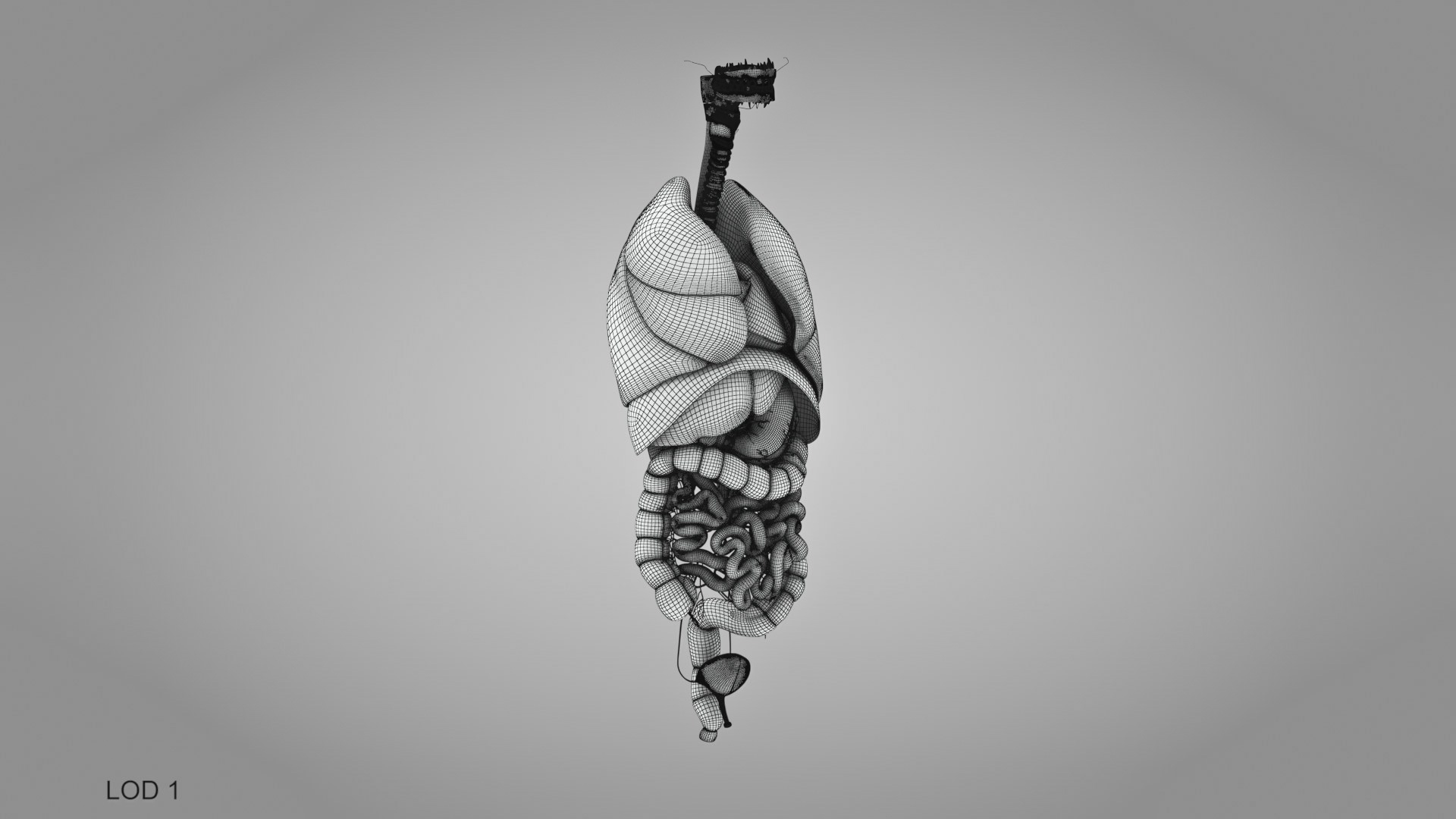 Human internal organs 3D model https://p.turbosquid.com/ts-thumb/TU/CmiZXf/Mu/humaninternalorgans_c/jpg/1657750850/1920x1080/turn_fit_q99/b25da7a350ecd2530c93fb217c13c817d6622539/humaninternalorgans_c-1.jpg