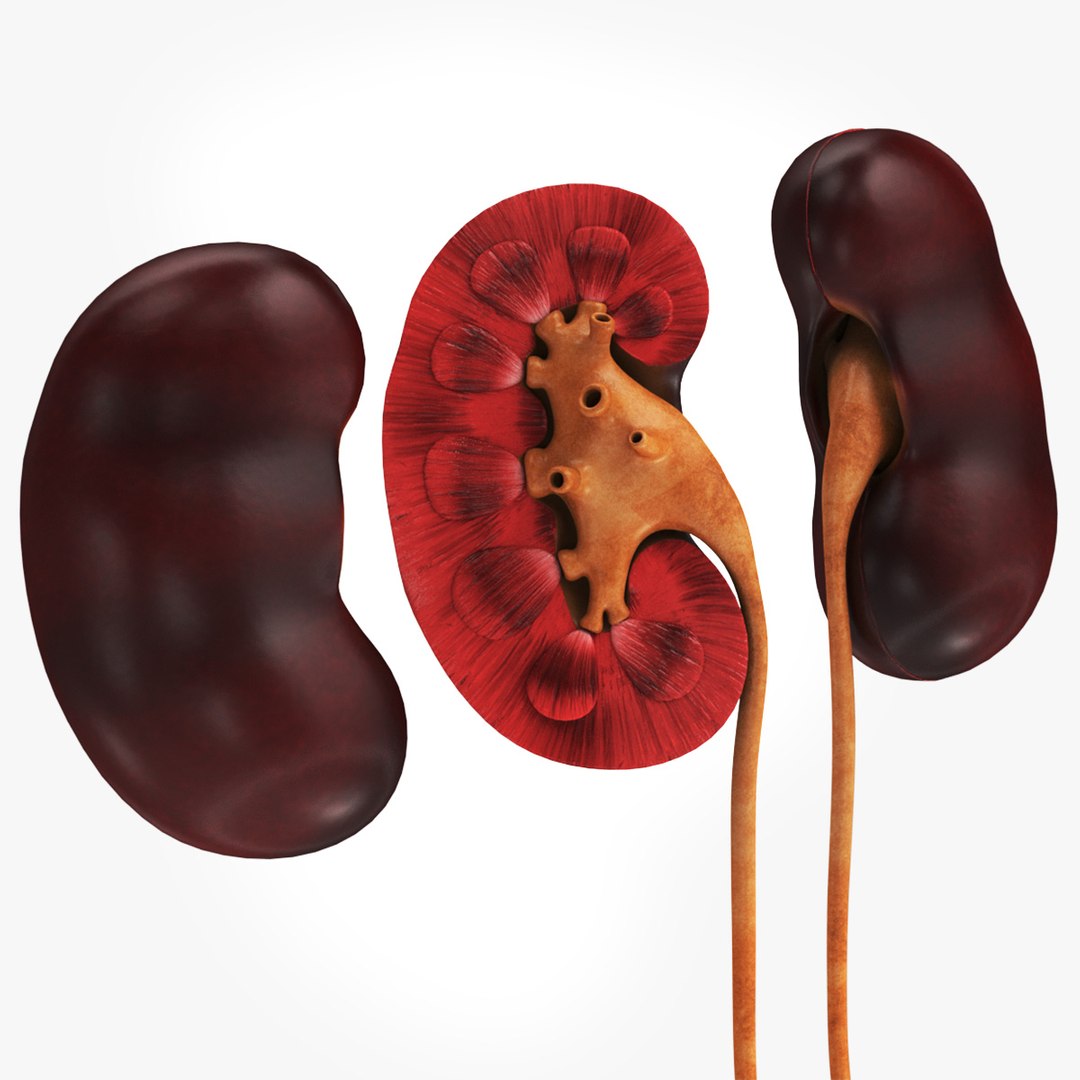 Human internal organs 3D model https://p.turbosquid.com/ts-thumb/TU/CmiZXf/VP/kidneysig/jpg/1657751342/1920x1080/fit_q87/696bd98a07286ecf86373b3811adc01da94da145/kidneysig.jpg