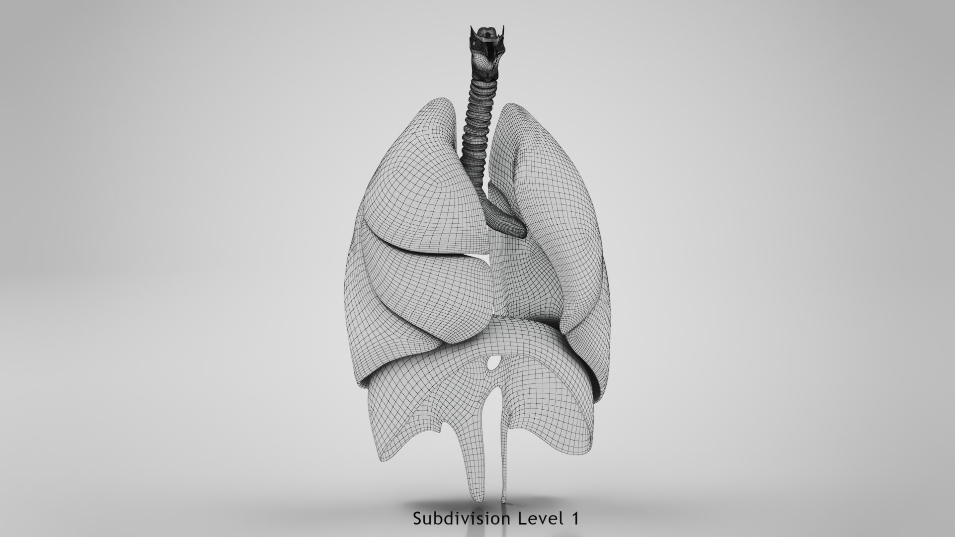 Human internal organs 3D model https://p.turbosquid.com/ts-thumb/TU/CmiZXf/Vi/ww00001/jpg/1657751253/1920x1080/fit_q87/f9006c66065519c9f14dfdbf937bcf62b278a43a/ww00001.jpg