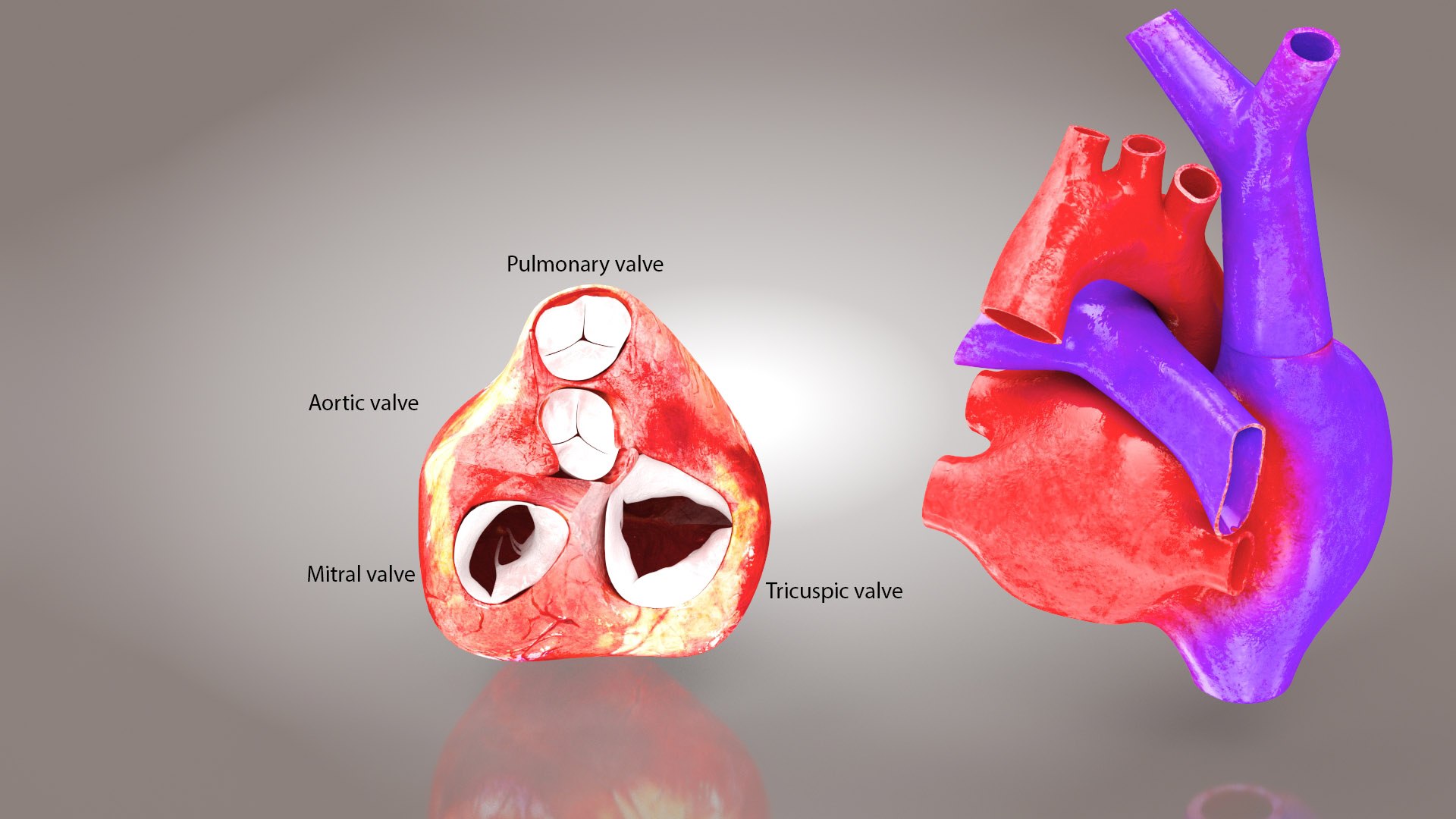 Human internal organs 3D model https://p.turbosquid.com/ts-thumb/TU/CmiZXf/WR/animatedhumanheartanatomy15/jpg/1657751171/1920x1080/fit_q87/f5cb196593fbbe4050b007a428c91ec0a091c218/animatedhumanheartanatomy15.jpg