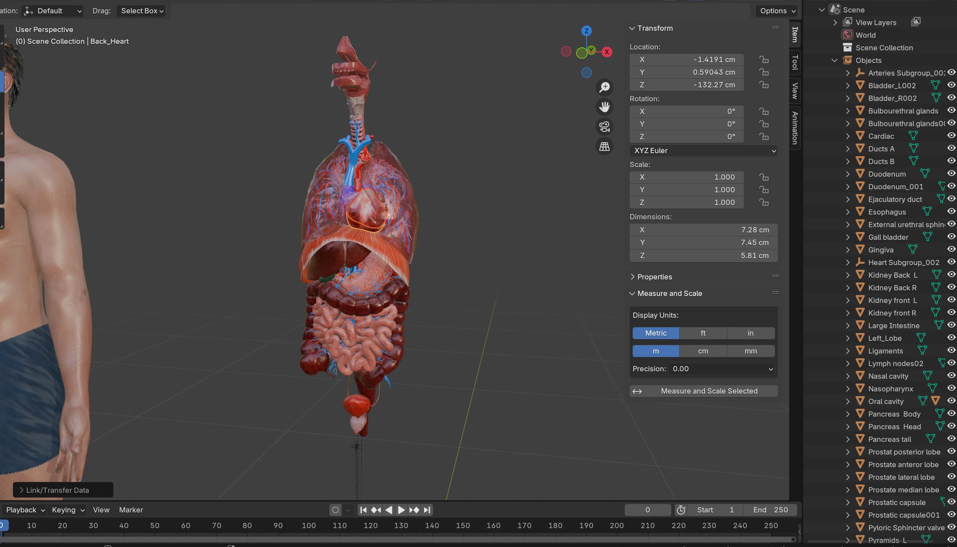 Human internal organs 3D model https://p.turbosquid.com/ts-thumb/TU/CmiZXf/aN/humaninternalorgans/jpg/1763812600/1920x1080/fit_q87/938b667abebf7080d95aff78bf2eb44c021dc718/humaninternalorgans.jpg